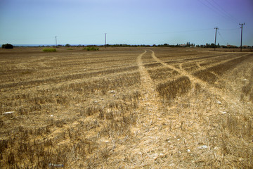 Hale bales field on Cyprus. Sunny summer day. Cyprus symbol. Agriculture and travel concept