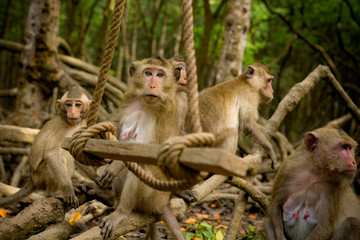 Group of macaque monkeys on rope swing