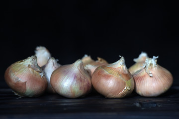 Onion on a dark background