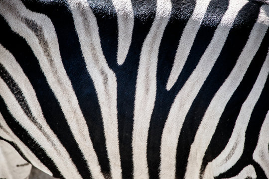 Fototapeta Zebra zbliżenie