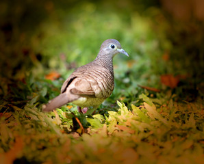 Photo macro turtledoves south