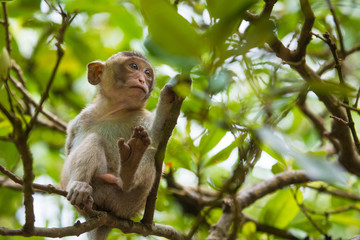 Young macaque monkey on branch