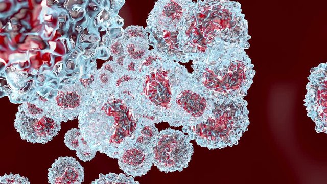 Monocyte type Leukocyte cells flowing in the blood stream.