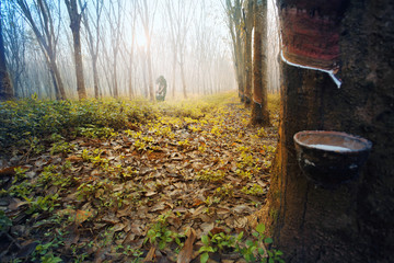 Rubber tree and bowl filled with latex,the plantation economy of Southeast Asia.Selective focus and color toned. © chokchaipoo