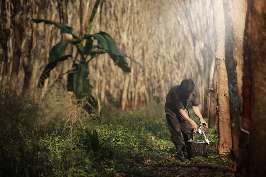 Worker tapping milk latex from  para rubber tree,plantation in Southeast Asia.