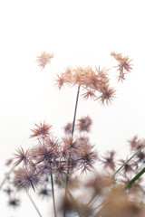 Fototapeta na wymiar Sedge flower,soft pastel color toned.