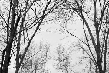 Bare branches of the tree ,color toned.Abstract background.