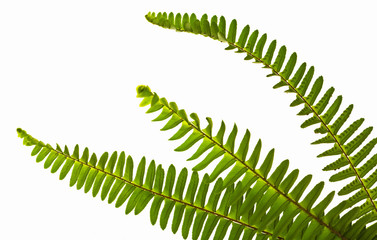 3 Ferns © Bill Preston