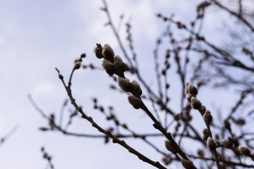 Spring tree flowering - lamb s-tails