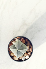 Fototapeta na wymiar Domestic cactus plant on white background.Summer flower decoration hipster lifestyle.