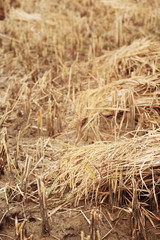 Dry straw as background.