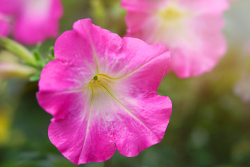 Pink petunias in the home garden.