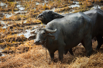 Asian buffalo,color toned.Asian buffalo,color toned.
