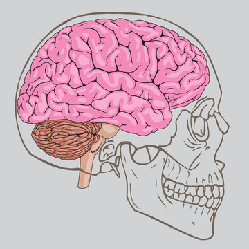 Brain Skull Vector