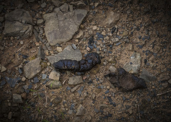 POOP ON TRAIL