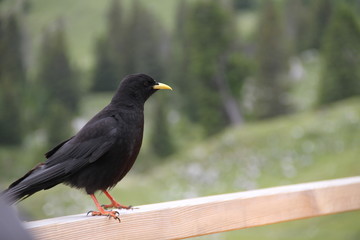 contact with a curious bird