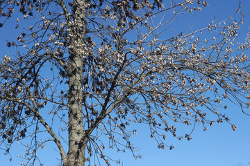 Treetop from low perspective