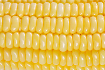 Closeup of sweet corn,color toned.