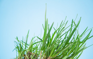 leaf grass on a blue background