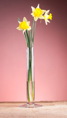 Spring daffodil flower in a vase on a wooden table