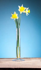 Spring daffodil flower in a vase on a wooden table
