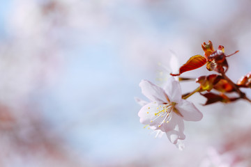 桜