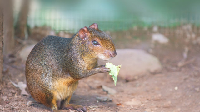 Black Agouti eating a leaf. Common names: Guatusa o agut&iacute; negro. Scientific name: Dasyprocta fuliginosa