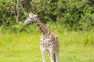 Giraffe Eating from a Tree