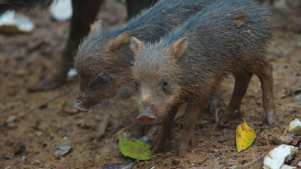 Peccary pig baby. Common names: Sacha kuchi, Pecarí de labio blanco, Puerco sajino, Huangana. Scientific name: Tayassu pecari 