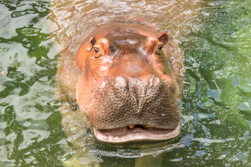 Hippos in the Water Eating with Mouth Open