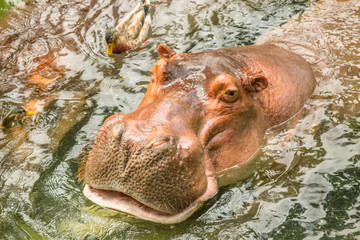 Hippos in the Water Eating with Mouth Open