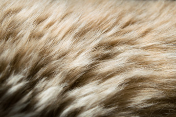 Animal hair.