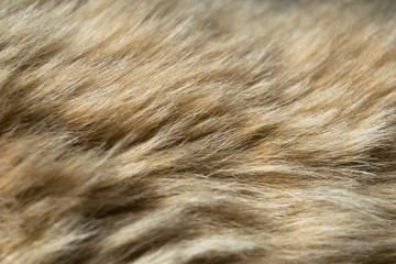Animal hair.