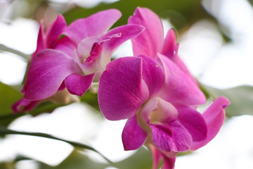 Pink orchid flowers in the nature background