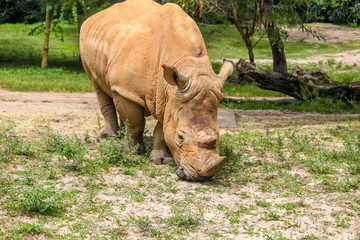 White Rhino Eating Alone