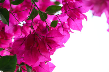 Pink Bougainvillea on white background