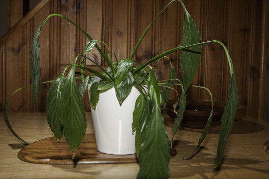 Dehydrated House Plant With Drooping Leaves