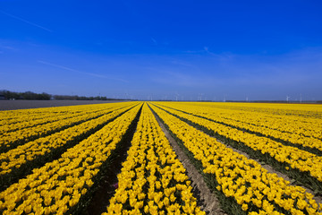 Windmill and colorful tulips in spring of flowers