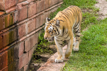 Tigers Walking and Laying in the Water