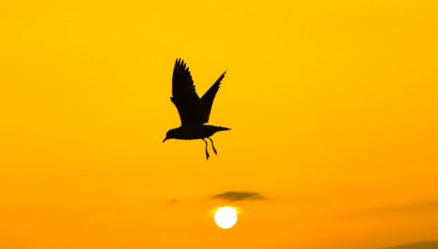 Seagull  with open wings flying at sunset, silhouette. 