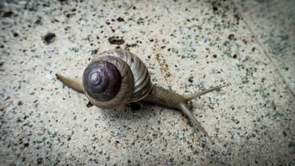 Snail