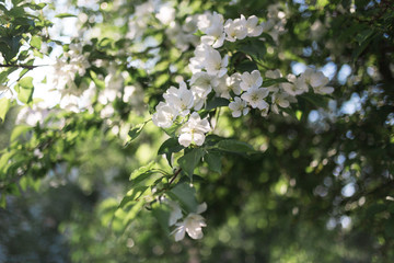 Flowering branch of apple tree