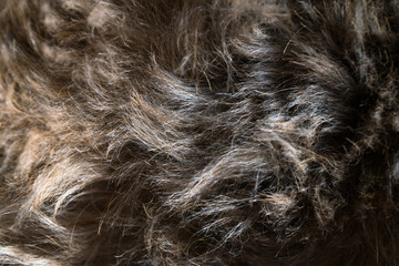 Animal hair.