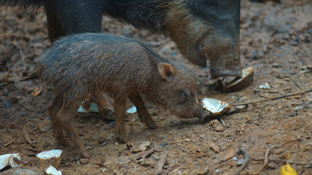Peccary pig eating with her baby. Common names: Sacha kuchi, Pecar&iacute; de labio blanco, Puerco sajino, Huangana. Scientific name: Tayassu pecari 