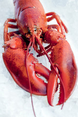 lobster on ice