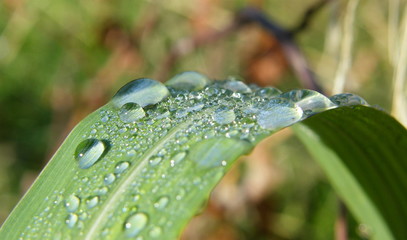 gotas de orvalho
