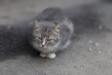 Серый уличный кот