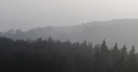 Nebel über dem Wald auf Rügen am Jagdschloss Granitz