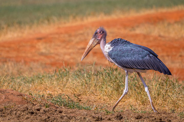 Marabou stork - Marabut, Tsavo East,Kenya