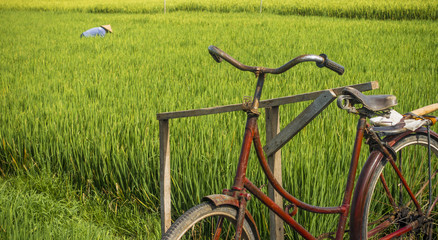 Fototapeta na wymiar Bali Rice Field Worker with Bicycle